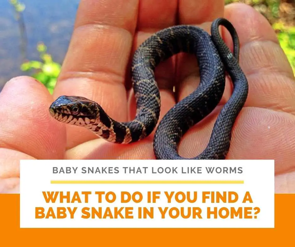 What To Do If You Find A Baby Snake In Your Home?