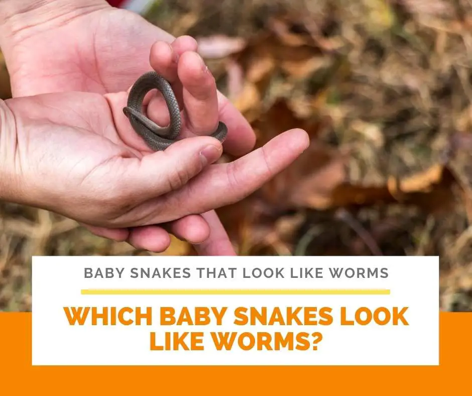 Which Baby Snakes Look Like Worms?
