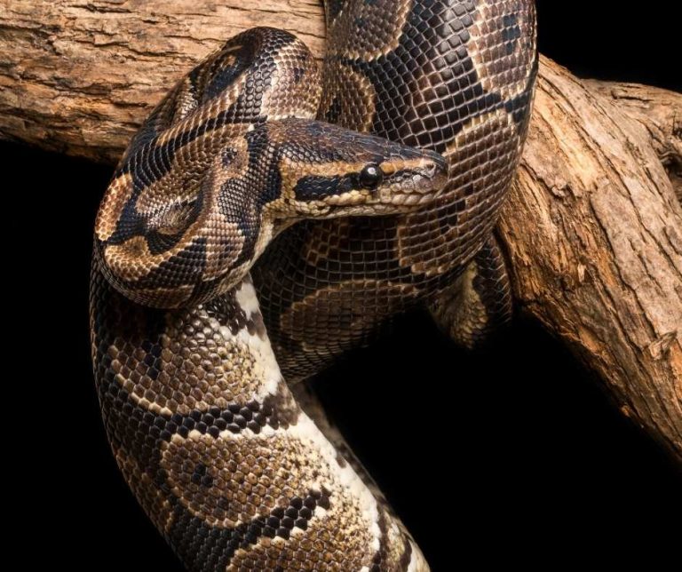 Beginner’s guide to semi-arboreal snakes