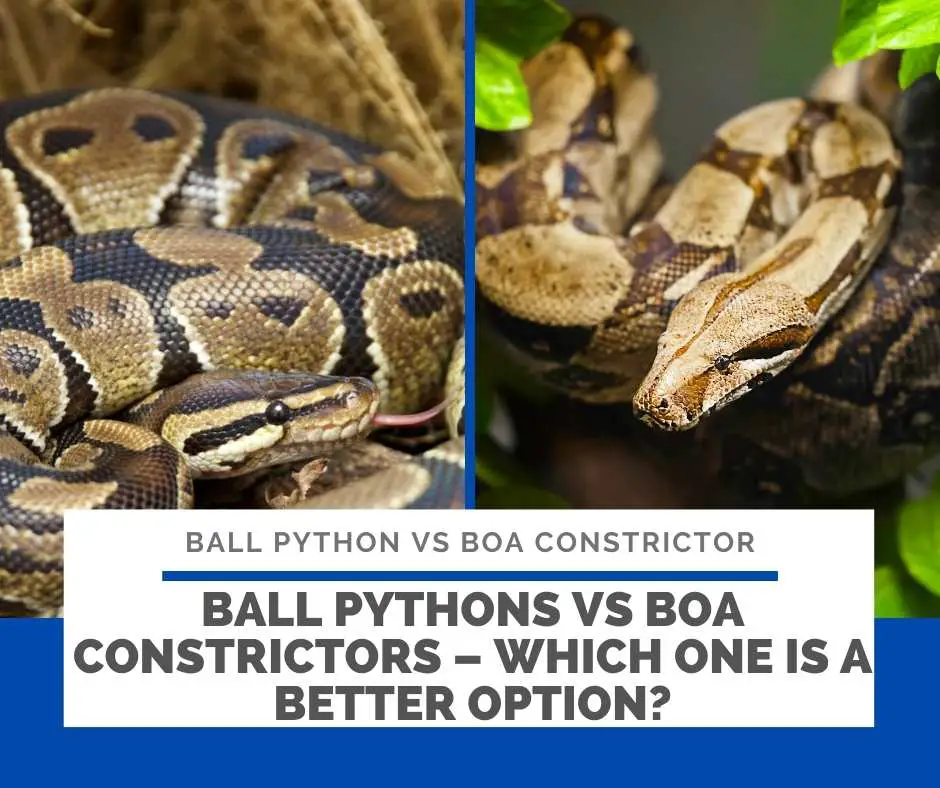 Ball Pythons Vs Boa Constrictors – Which One Is A Better Option?
