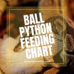 Ball Python Feeding Chart: Feeding made easy!
