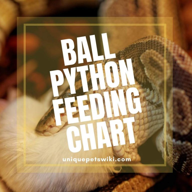 Ball Python Feeding Chart Feeding made easy!