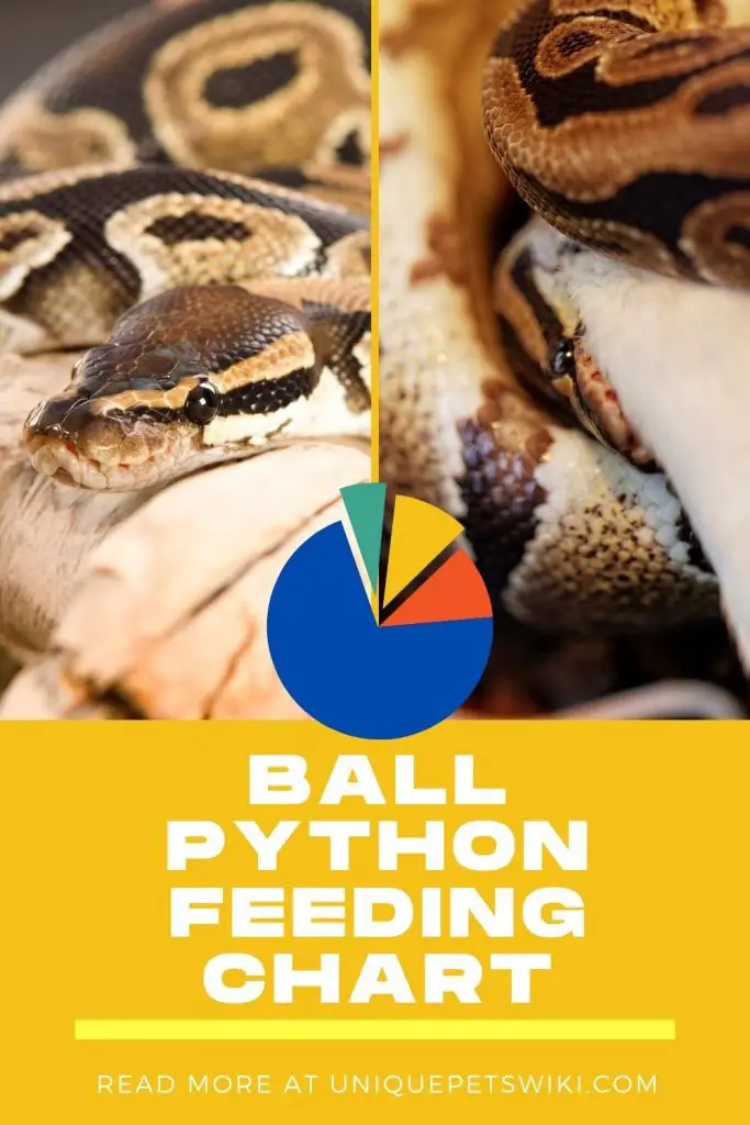 Ball Python Feeding Chart Pinterest Pin