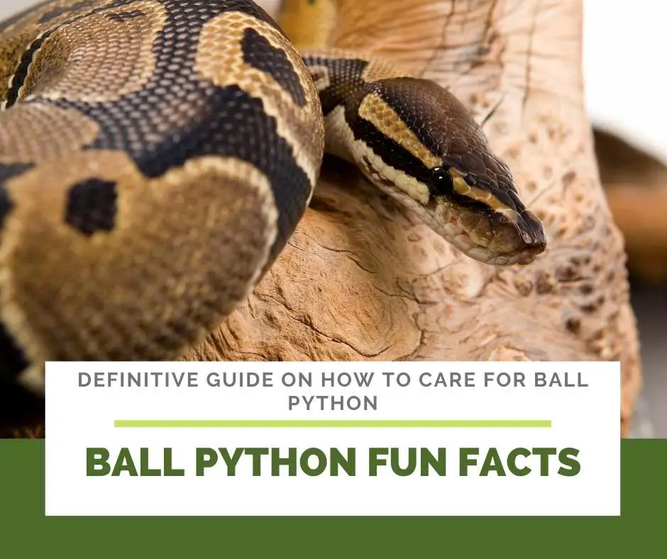 Ball Python Fun Facts