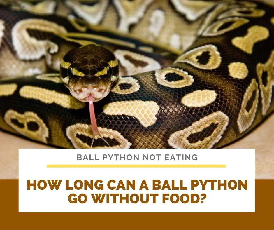 How Long Can A Ball Python Go Without Food?