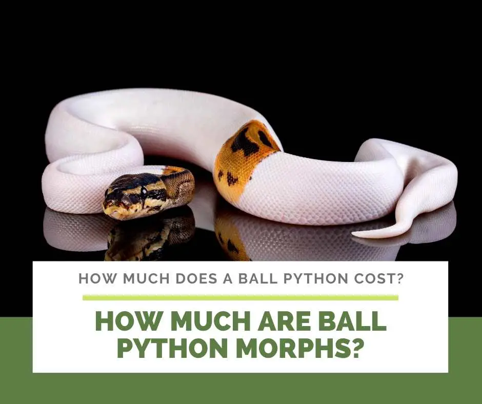 How Much Are Ball Python Morphs?