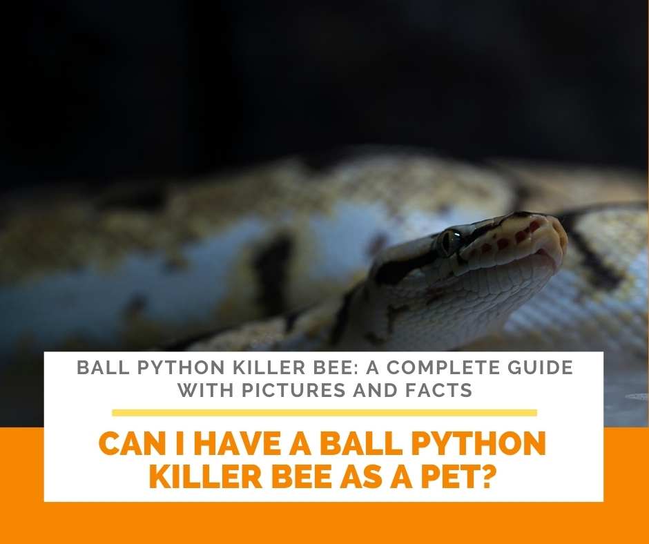 Can I Have A Ball Python Killer Bee As A Pet?