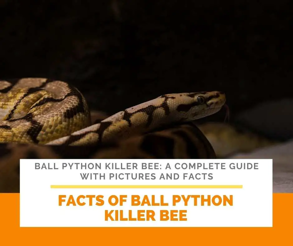 Facts Of Ball Python Killer Bee