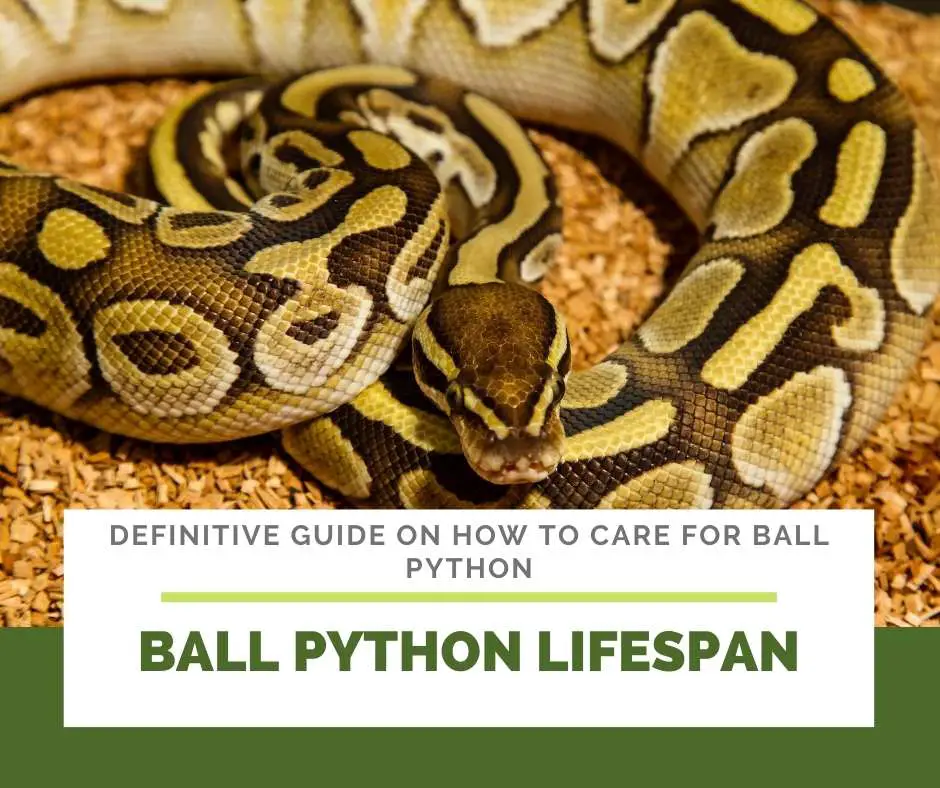 Ball Python Lifespan 