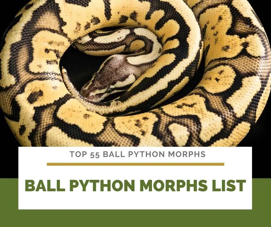 Ball Python Morphs List