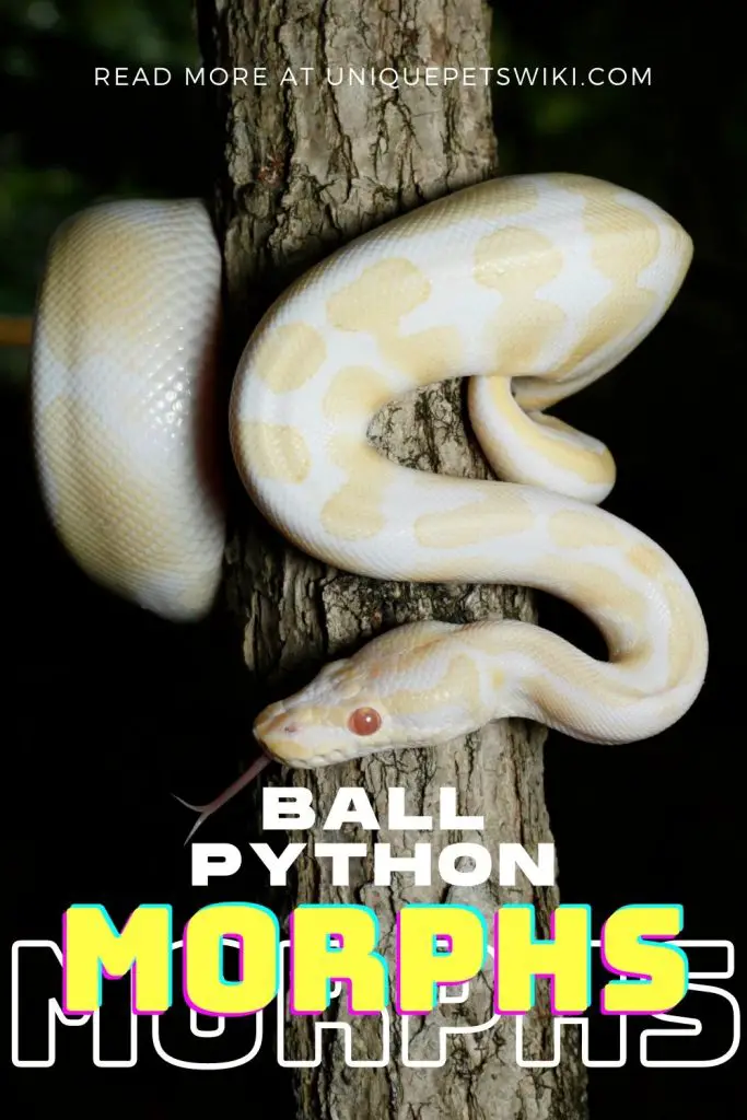Ball Python Morphs Pinterest Pin