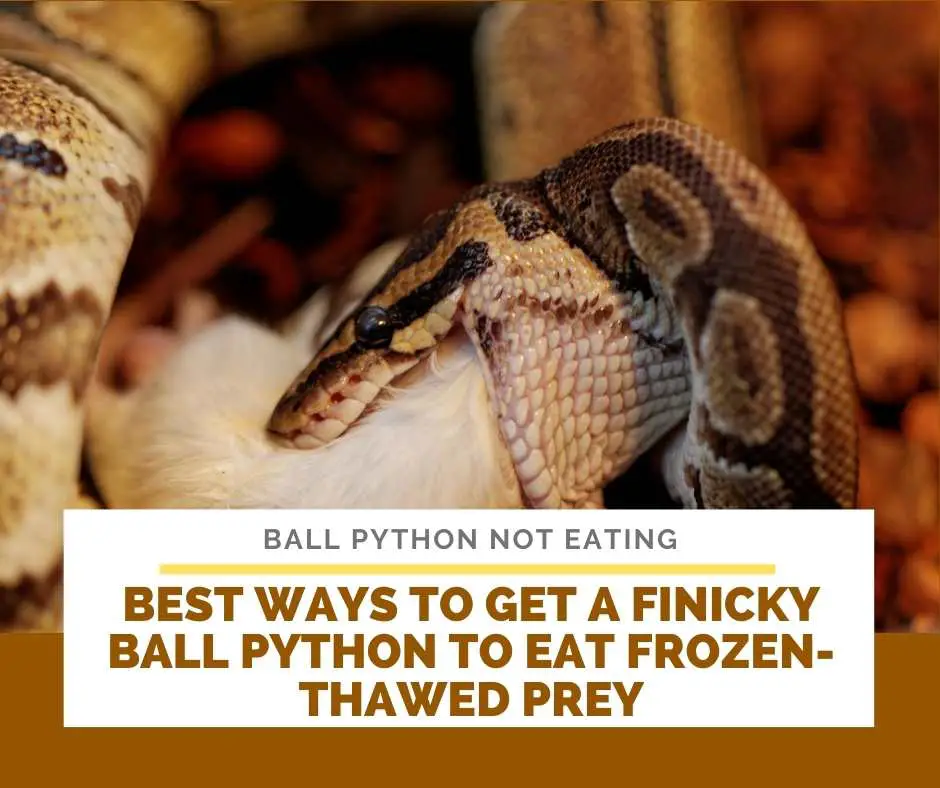 Best Ways To Get A Finicky Ball Python To Eat Frozen-Thawed Prey
