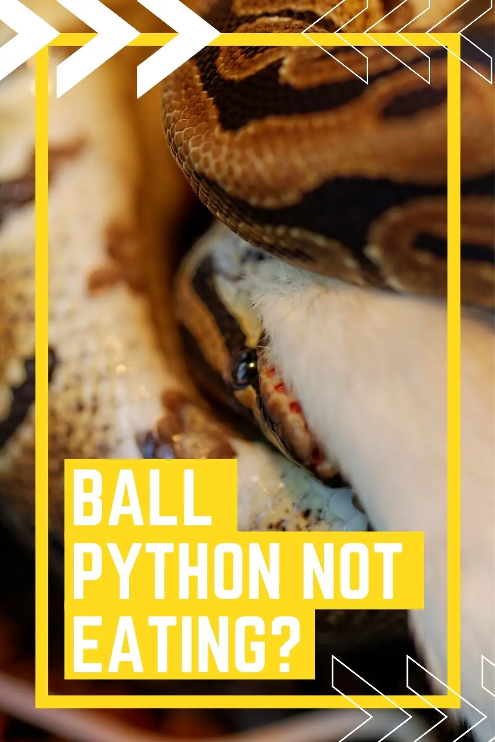 Ball Python Not Eating Pinterest Pin