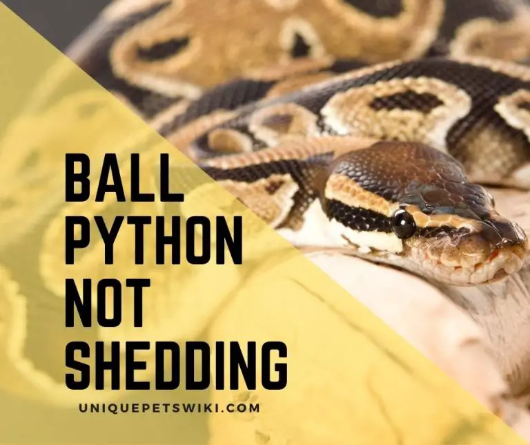 5 Facts About Ball Python Not Shedding Exposed!