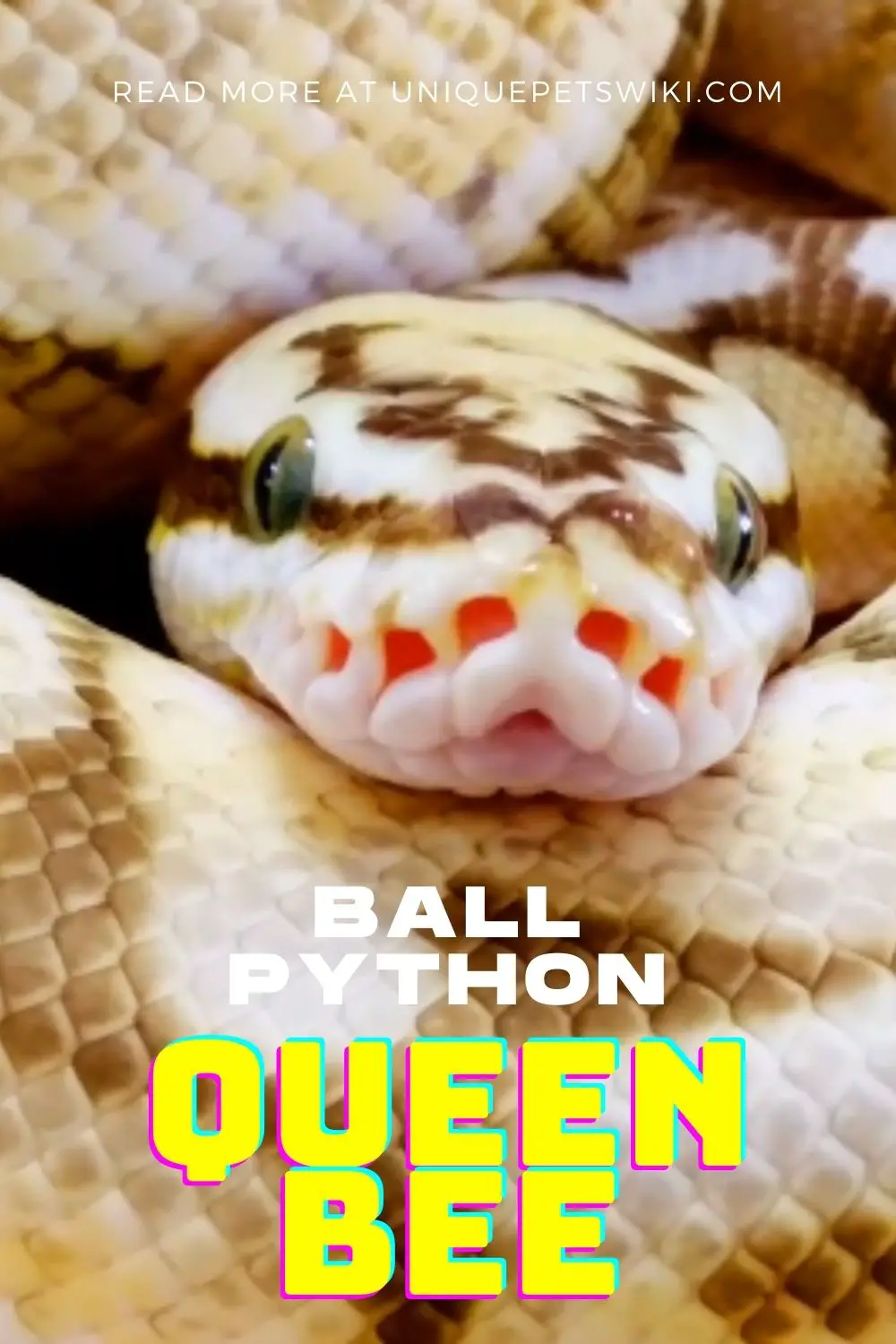 Ball Python Queen Bee Pinterest Pin