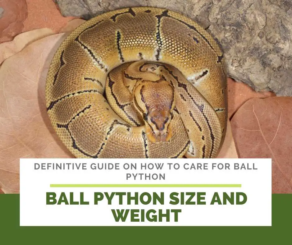Ball Python Size And Weight