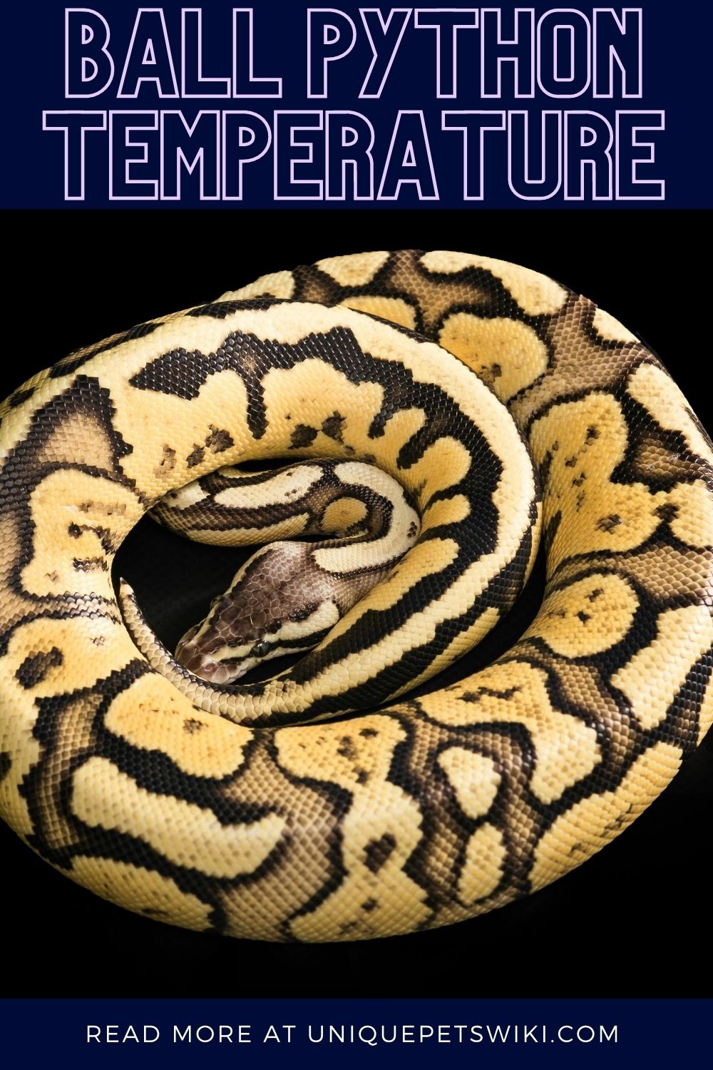 Temperatures for Ball Python (The Complete Guide)