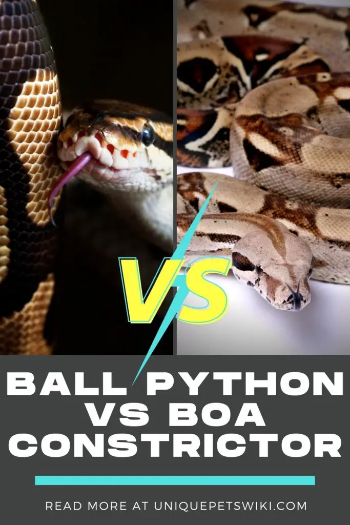 Ball Python Vs Boa Constrictor Pinterest Pin