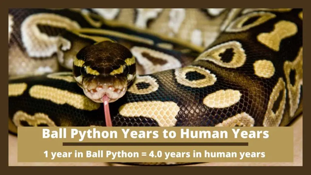 Ball Python Years to Human Years