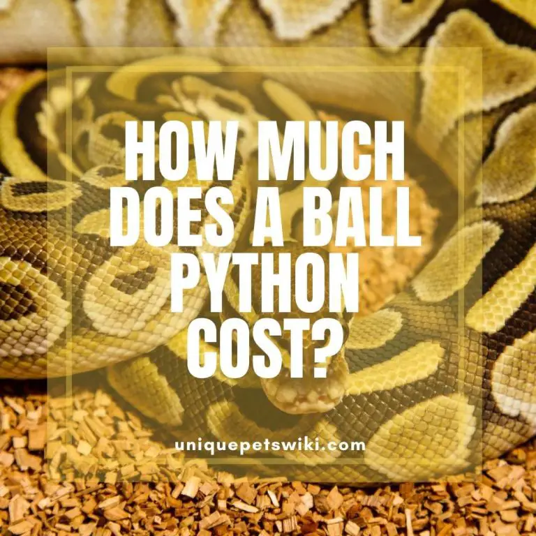 How Much Does A Ball Python Cost? 15 Morphs' Prices