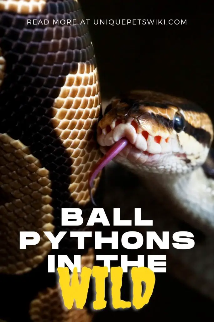 Ball Pythons in the Wild Pinterest Pin