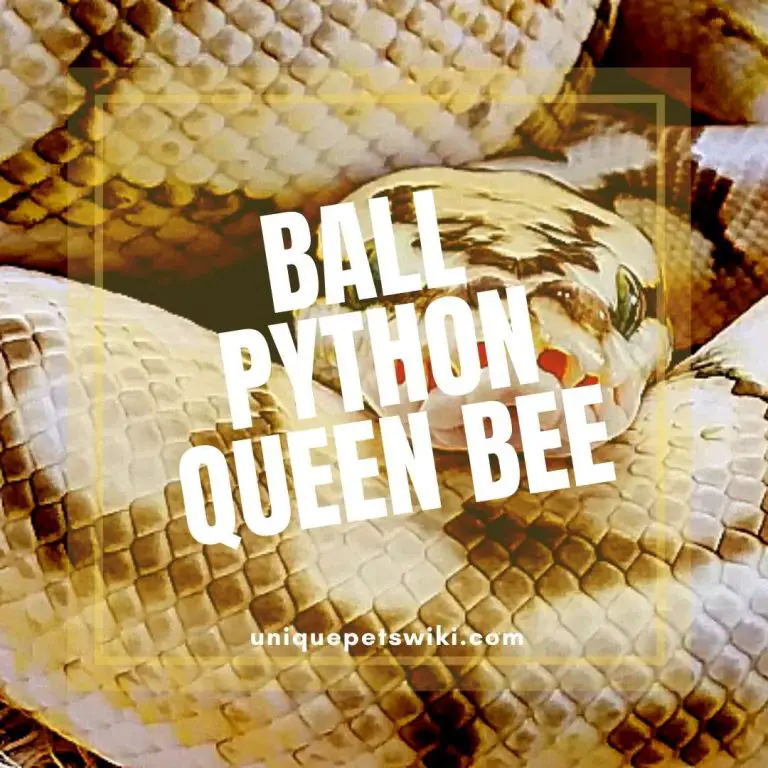 Ball Python Queen Bee: A Complete Guide With Pictures And Facts