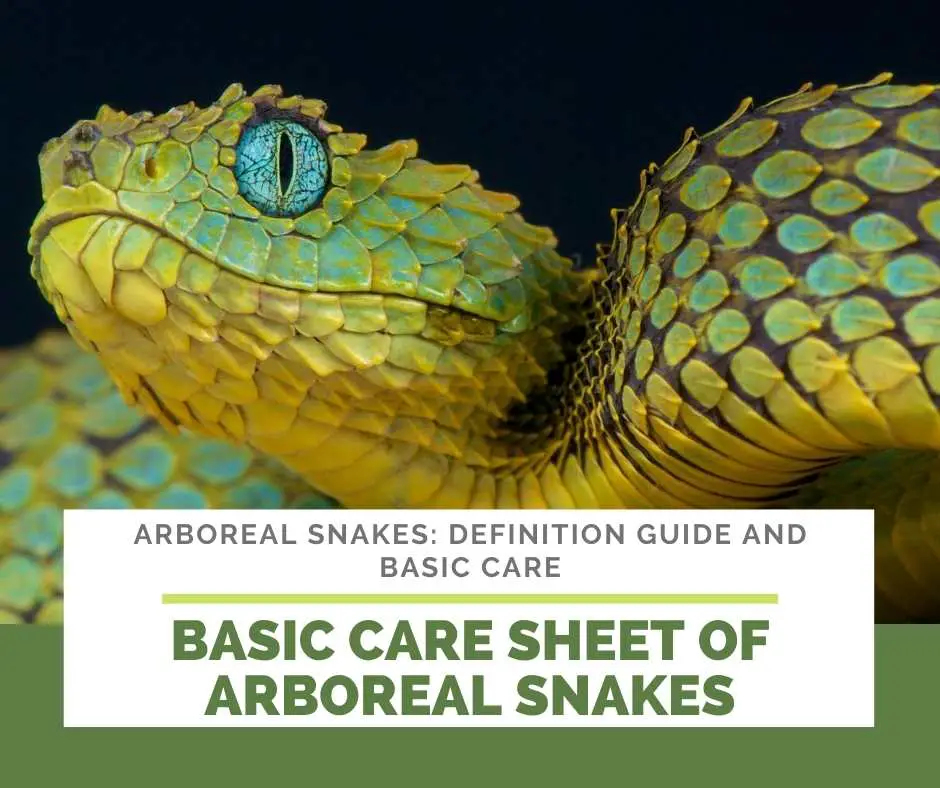 Basic Care Sheet Of Arboreal Snakes