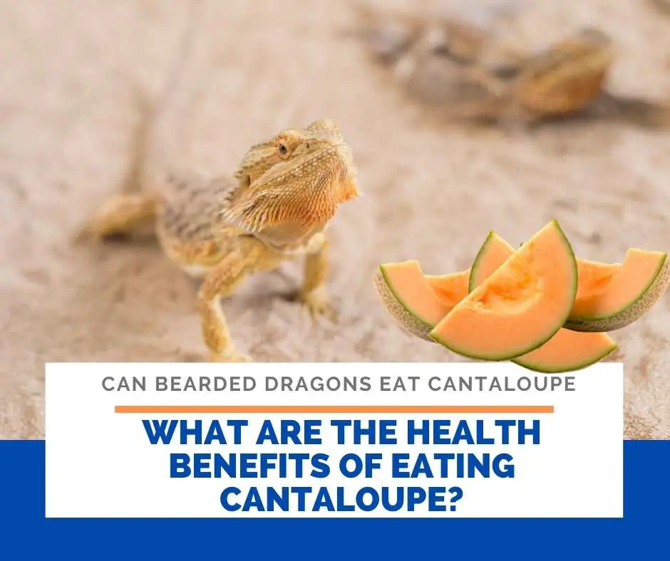 What Are The Health Benefits Of Eating Cantaloupe?