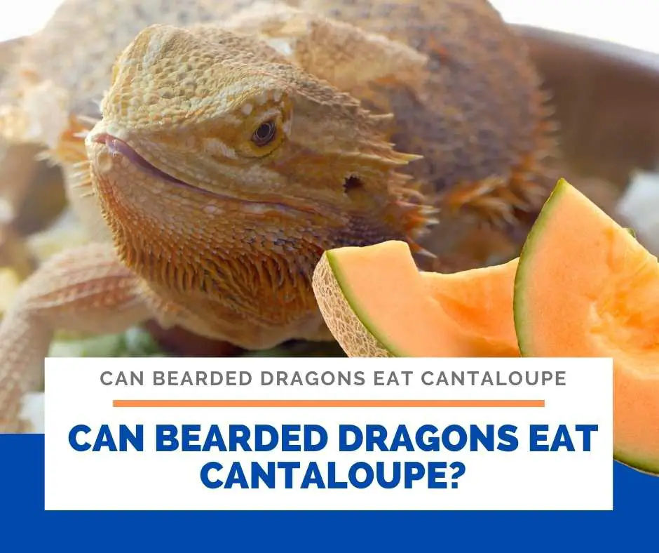 Can Bearded Dragons Eat Cantaloupe?