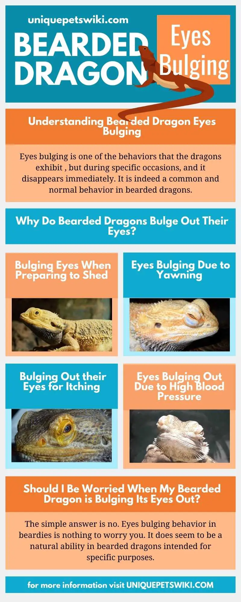 Bearded Dragon Eyes Bulging Infographics