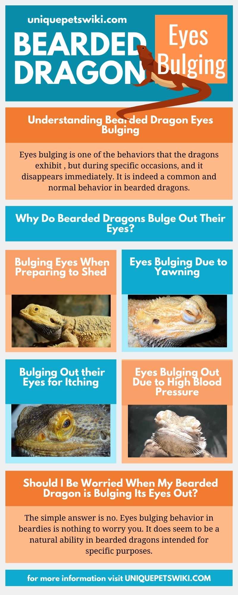 Bearded Dragon Eyes Bulging Infographics