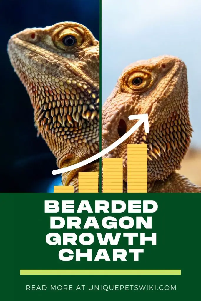 Bearded Dragon Growth Chart Pinterest Pin