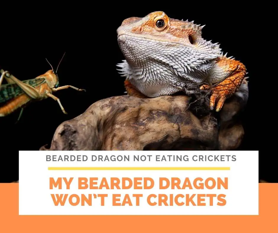 My Bearded Dragon Won't Eat Crickets