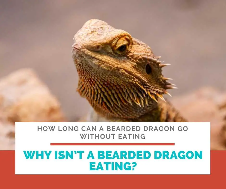 Why Isn’t A Bearded Dragon Eating?
