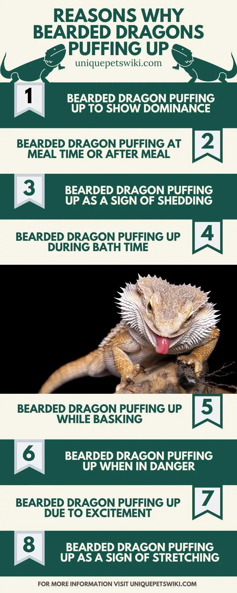 Bearded Dragons Puffing Up Reasons Infographics