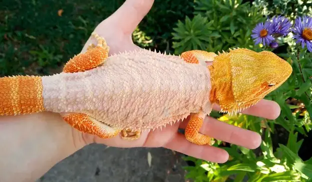 Bearded Dragon Shedding