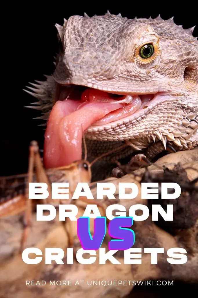 Bearded Dragon and Crickets Pinterest Pin