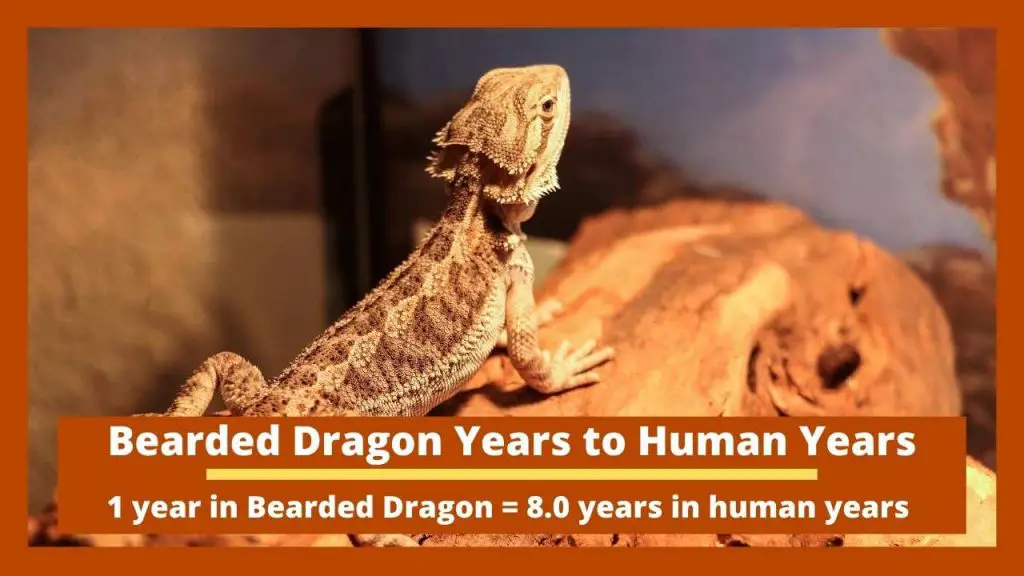 Bearded Dragon Years to Human Years