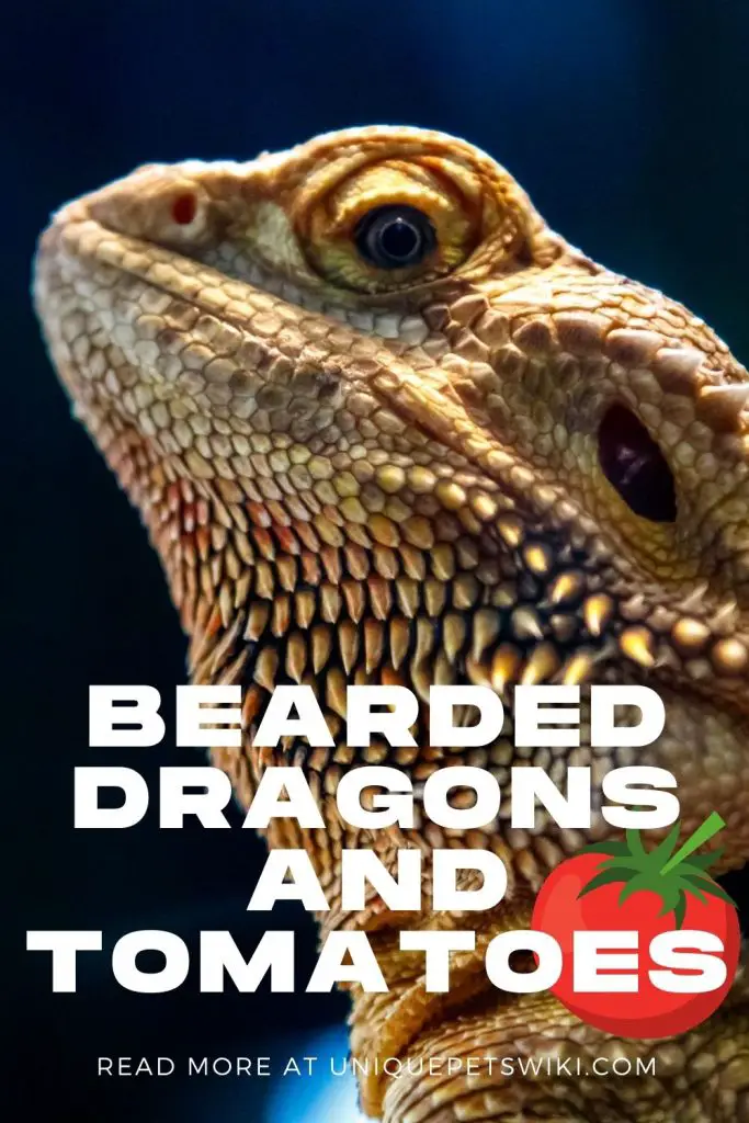 Bearded Dragons and Tomatoes Pinterest Pin