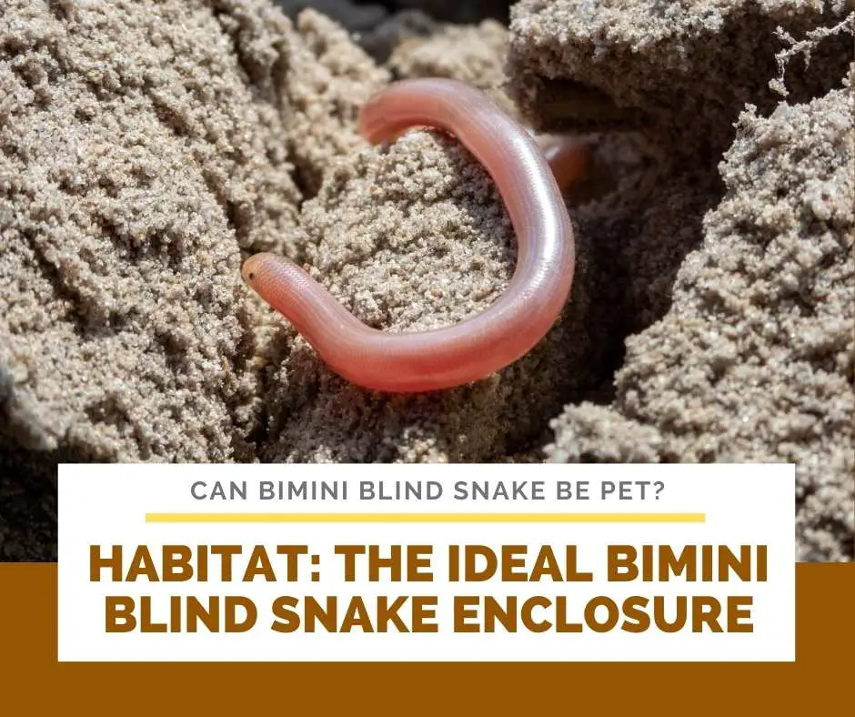 Habitat: The Ideal Bimini Blind Snake Enclosure