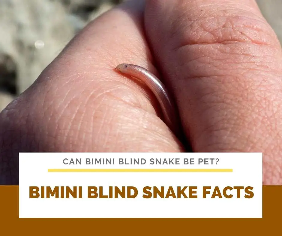 Bimini Blind Snake Facts