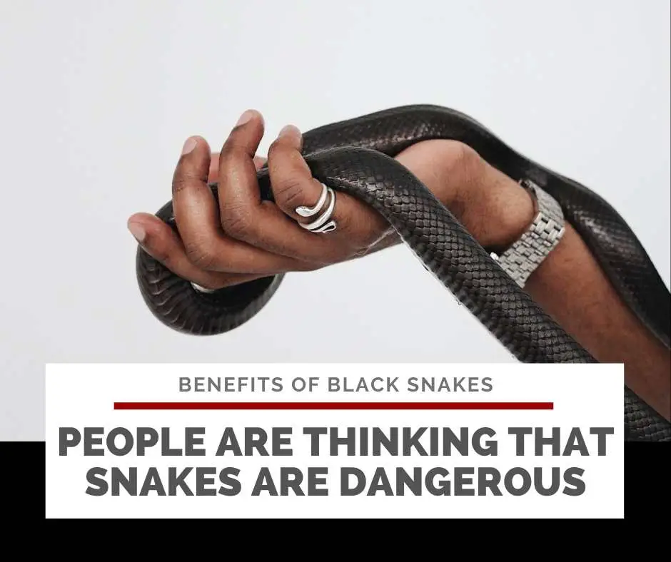 People Are Thinking That Snakes Are Dangerous