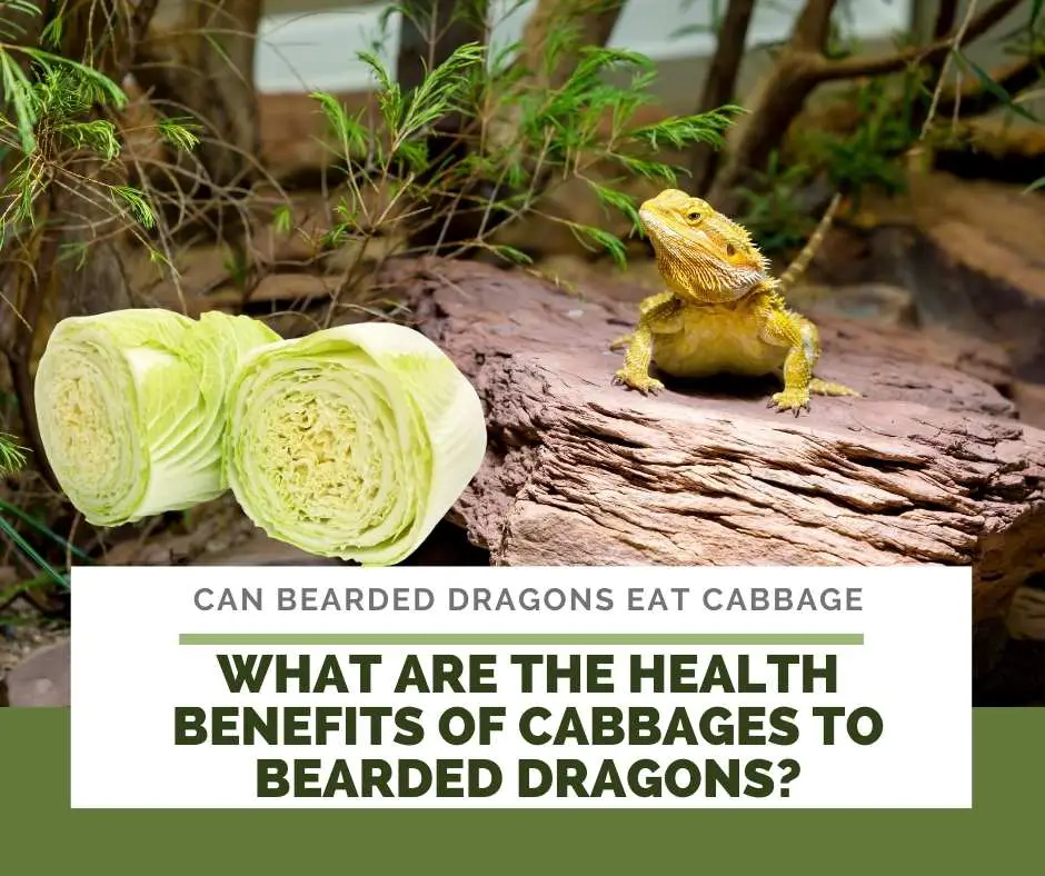 What Are The Health Benefits Of Cabbages To Bearded Dragons?