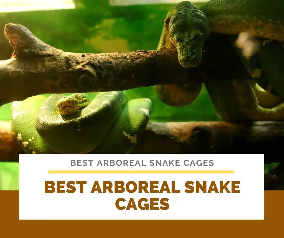Best Arboreal Snake Cages