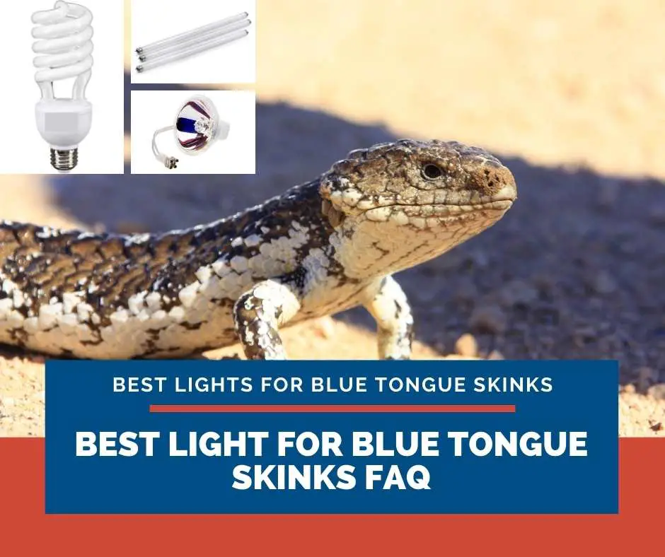 Best Light For Blue Tongue Skinks Frequently Ask Questions (FAQs)