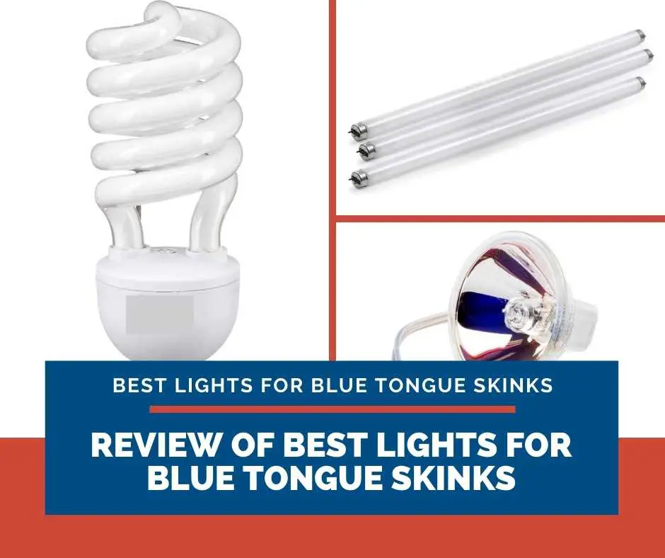 Review Of Best Lights For Blue Tongue Skinks