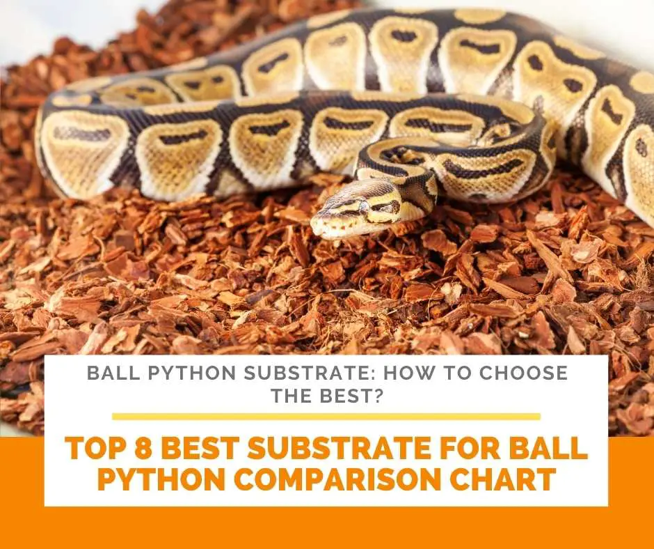 Top 8 Best Substrate For Ball Python Comparison Chart