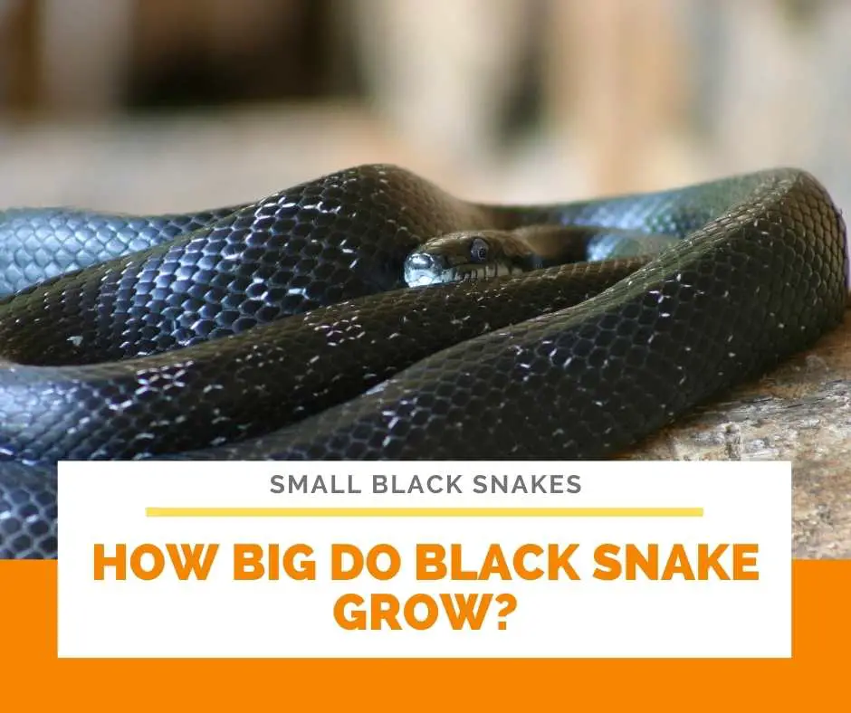 How Big Do Black Snake Grow?