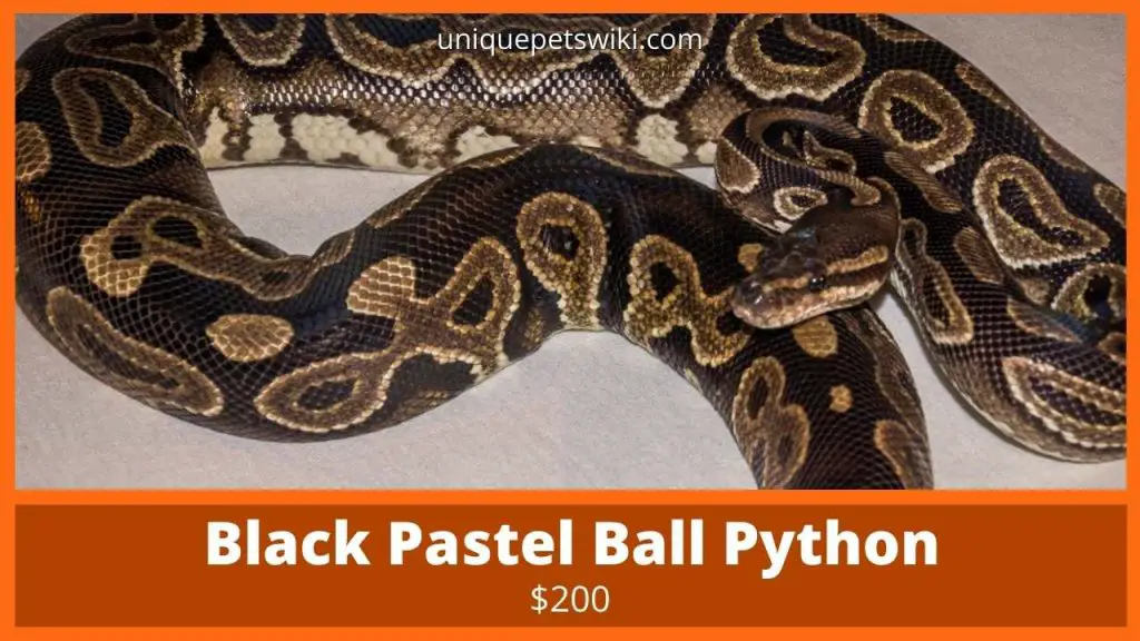 Black Pastel Ball Python