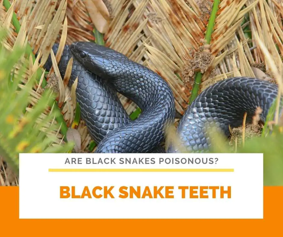 Black Snake Teeth